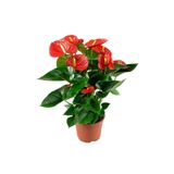 Cemre Garden Anthurium Red - Flamingo Çiçeği Antoryum - Ev Ofis Salon Iç Mekan Bitkisi - 60 Cm