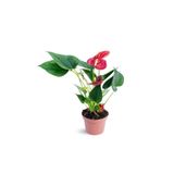 Cemre Garden Anthurium Red - Kırmızı Flamingo Çiçeği - Ev Ofis Salon Iç Mekan Bitkisi - 40 Cm