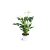 Cemre Garden Anthurium White - Flamingo Çiçeği Antoryum - Ev Ofis Salon Iç Mekan Bitkisi - 40 Cm