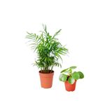 Cemre Garden Areka Dağ Palmiyesi & Pilea Peperomioides - Set 2 Adet Mini - Ev Ofis Salon Iç Mekan Bitkisi - 30 Cm