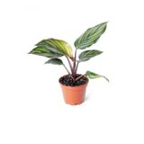 Cemre Garden Calathea Beauty Star - Dua Çiçeği Mini - Ev Ofis Salon Iç Mekan Bitkisi - Baby