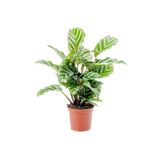 Cemre Garden Calathea Concinna Freddie - Dua Çiçeği - Ev Ofis Salon Iç Mekan Bitkisi - 30 Cm