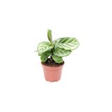 Cemre Garden Calathea Concinna Freddie - Dua Çiçeği Mini - Ev Ofis Salon Iç Mekan Bitkisi - Baby