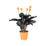 Cemre Garden Calathea Crocata Tassmania Dua Çiçeği 40 cm
