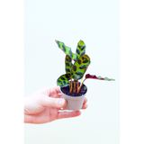 Cemre Garden Calathea Lancifolia 'rattlesnake' - Dua Çiçeği Kaladya Mini - Ev Ofis Salon Iç Mekan Bitkisi - 10 Cm