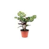 Cemre Garden Calathea Makoyana - Tavus Kuşu Dua Çiçeği Mini - Ev Ofis Salon Iç Mekan Bitkisi - 10 Cm