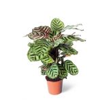 Cemre Garden Calathea Makoyana - Tavus Kuşu Dua Çiçeği Xl - Ev Ofis Salon Iç Mekan Bitkisi - 50 Cm