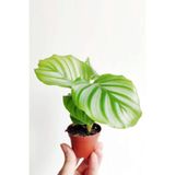 Cemre Garden Calathea Orbifolia - Dua Çiçeği Kalatya Mini - Ev Ofis Salon Iç Mekan Bitkisi