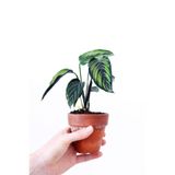 Cemre Garden Calathea Sanderiana Ornata - Dua Çiçeği Kaladya Mini - Ev Ofis Salon Iç Mekan Bitkisi - 15 Cm