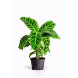 Cemre Garden Calathea Zebrina - Dua Çiçeği Kalatya - Ev Ofis Salon Iç Mekan Bitkisi - 50 Cm