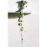 Cemre Garden Ceropegia Woodii - Kalp Kalbe Karşı - Ev Ofis Salon Iç Mekan Bitkisi - 40 Cm