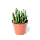 Cemre Garden Crassula Ovata Gollum - Shrek Kulağı Kaktüs Sukulent - Ev Ofis Salon Iç Mekan Bitkisi