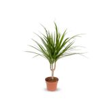Cemre Garden Dracaena Marginata - Tek Gövdeli Madagaskar Ağacı - Ev Ofis Salon Iç Mekan Bitkisi - 40 Cm