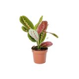 Cemre Garden Maranta Leuconeura Fascinator - Maranta Dua Çiçeği - Ev Ofis Salon Iç Mekan Bitkisi - 30 Cm