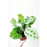 Cemre Garden Maranta Leuconeura Kerchoveana - Maranta Dua Çiçeği - Ev Ofis Salon Iç Mekan Bitkisi