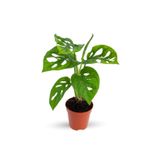 Cemre Garden Monstera Adansonii Monkey Mask Sarmaşık Deve Tabanı Mini Ev Ofis Salon İç Mekan Bitkisi Baby