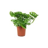 Cemre Garden Monstera Monkey Leaf Monkey Mask - Sarmaşık Deve Tabanı - Ev Ofis Salon Iç Mekan Bitkisi - 30 Cm