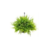 Cemre Garden Nephrolepsis Fujer - Aşk Merdiveni - Ev Ofis Salon Iç Mekan Bitkisi