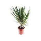 Cemre Garden Pachypodium Lamerei - Madagaskar Palmiyesi - Ev Ofis Salon Iç Mekan Bitkisi - 40 Cm