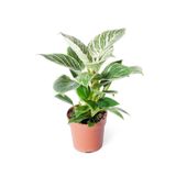 Cemre Garden Philodendron White Measure 'birkin' - Beyaz Philodendron - Ev Ofis Salon Iç Mekan Bitkisi - 30 Cm