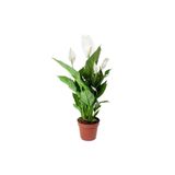 Cemre Garden Spathiphyllum Chopin - Barış Çiçeği 'spati' - Ev Ofis Salon Iç Mekan Bitkisi - 25 Cm