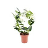 Cemre Garden Stephanotis Floribunda - Madagaskar Yasemini - Ev Ofis Salon Iç Mekan Bitkisi - 40 Cm