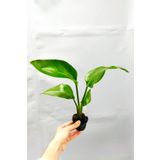 Cemre Garden Strelitzia Nicolai 'starliçe' - Beyaz Cennet Kuşu Çiçeği - Ev Ofis Salon Iç Mekan Bitkisi - 35 Cm