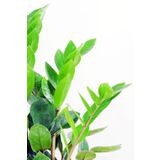Cemre Garden Zamia Zamioculcas Zamiifolia - Zeze Çiçeği - Ev Ofis Salon Iç Mekan Bitkisi - 40 Cm