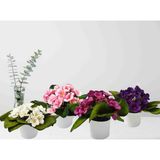 Cennet Home Menekşe Seti 4 Lü Pembe Beyaz Lila Mor Beyaz Saksıda Yapay Çiçek