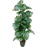 Cennet Home Monstera Deve Tabanı Palmiye Ağacı Dolgun Dev Yapraklı Yapay Ağaç 170 cm 5 Gövde 30 Yaprak - Siyah - Yakut