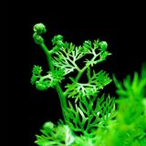Ceratopteris thalictroides 1 Bağ Kolay Akvaryum Zemin Bitkisi Canlı Akvaryum Bitkisi