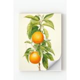 Çerçevesiz Botanik Portakal Dalı İllüstrasyonu Duvar Posteri Çerçevesiz 10 x 15