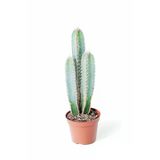 Cereus Forbesii - Özel Tür Kaktüs Sukulent - Ev Ofis Salon Iç Mekan Bitkisi