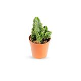 Cereus Paolina - Radyasyon Emici Kaktüs Sukulent - Ev Ofis Salon Iç Mekan Bitkisi