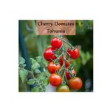 Çeri Domates Tohumu 1 Paket Cherry Domates Salkım Domates Tohumu Yüksek Verim Ekmek Için Sebze Tohum