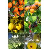 Çermik Fidancılık 6 Çeşit Karışık Meyve Fidan Mandalina , Kayısı , Ayva , Kara Dut , Badem ve Incir