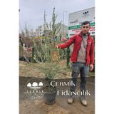 ÇERMİK FİDANCILIK 6 Yaş Bursa Gemlik Trilye Zeytin Fidanı Saksılı Büyük Boy