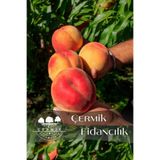 ÇERMİK FİDANCILIK Aşılı Şeftali Fidanı 3 Yaş