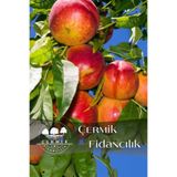 ÇERMİK FİDANCILIK Aşılı Tüysüz Şeftali ( Nektarin ) Fidanı