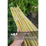 ÇERMİK FİDANCILIK Bambu Fidan Bitki Destek Çubuğu 20 Adet 2 Metre Boy