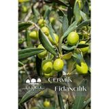 ÇERMİK FİDANCILIK Gemlik Trilye Zeytin Fidanı 5 Yaş 1,5 Metre Boy