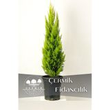 ÇERMİK FİDANCILIK Limon Servi Çam Fidanı ( Limon Kokulu ) 1 Metre Boy