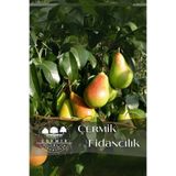 ÇERMİK FİDANCILIK TÜPLÜ Al Yanak Santa Maria Armut Fidanı