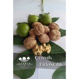 Çermik Fidancılık Tüplü Ince Kabuk Chandler Ceviz Fidanı - 1 Adet