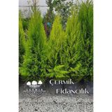 ÇERMİK FİDANCILIK Tüplü Limon Servi Çam Fidanı 3 Yaş 1.5 Metre Boy