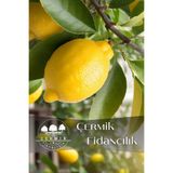 ÇERMİK FİDANCILIK Tüplü Mayer Limon Fidanı