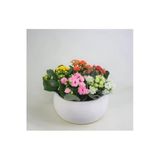 Çeşitli Renkte Kalanşo Kalanchoe & Beyaz Capo Beton Saksıda Lik Canlı Çiçek