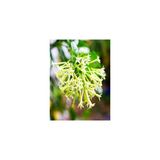 Cestrum Limon Melisa Çiçeği Fidanı Fidesi 10-20 Cm