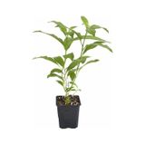 Cestrum Nocturm Kolonya Çiçeği Gece Yasemini Melisa Çiçeği Fidanı Saksıda