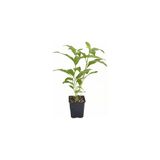 Cestrum Nocturm Kolonya Çiçeği Gece Yasemini Melisa Çiçeği Fidanı